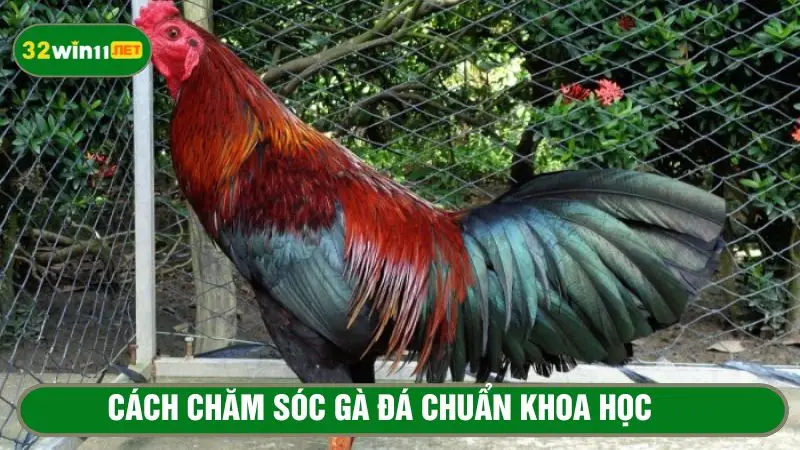Vệ sinh chuồng gà sạch sẽ, tránh nhiễm bệnh