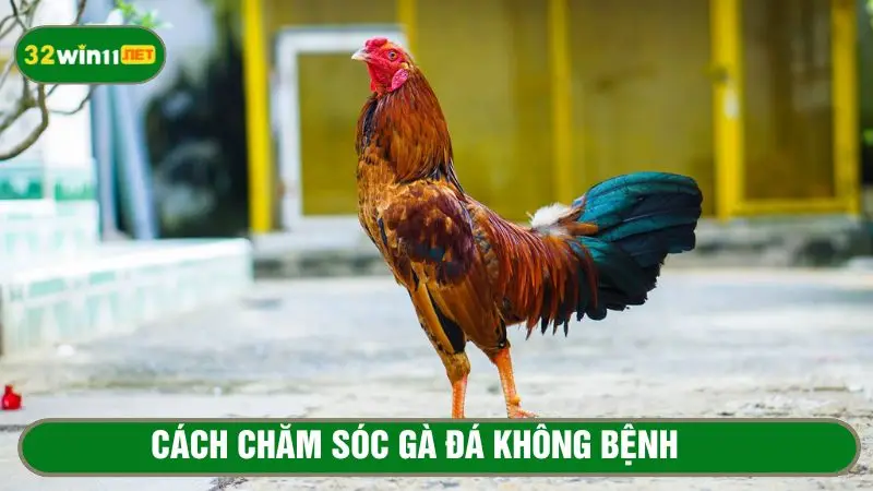 Phòng ngừa bệnh tật cho gà để chúng phát triển tốt nhất
