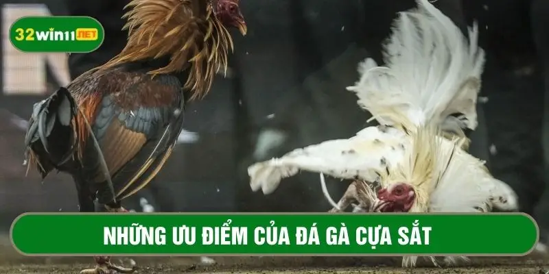 Những ưu điểm thu hút người chơi của bộ môn đá gà cựa sắt 