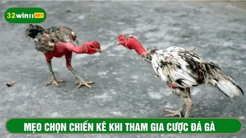 Mẹo chọn chiến kê để tăng tỉ lệ thắng 