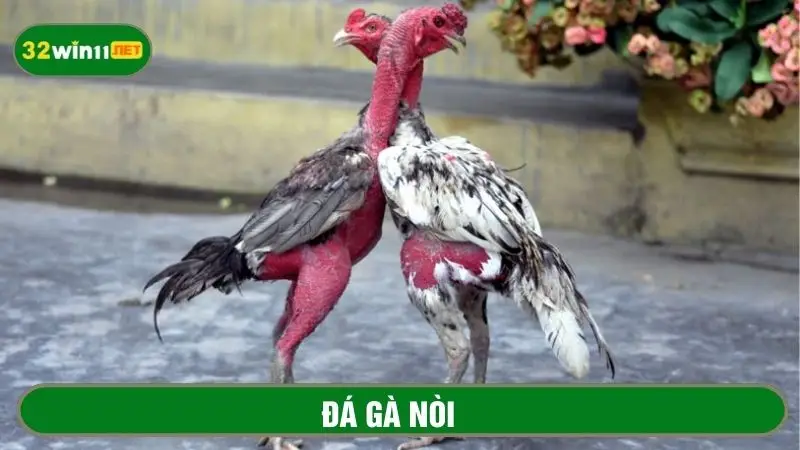 Đá gà nòi