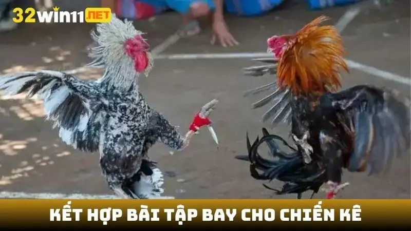 Kết hợp bài tập bay cho chiến kê