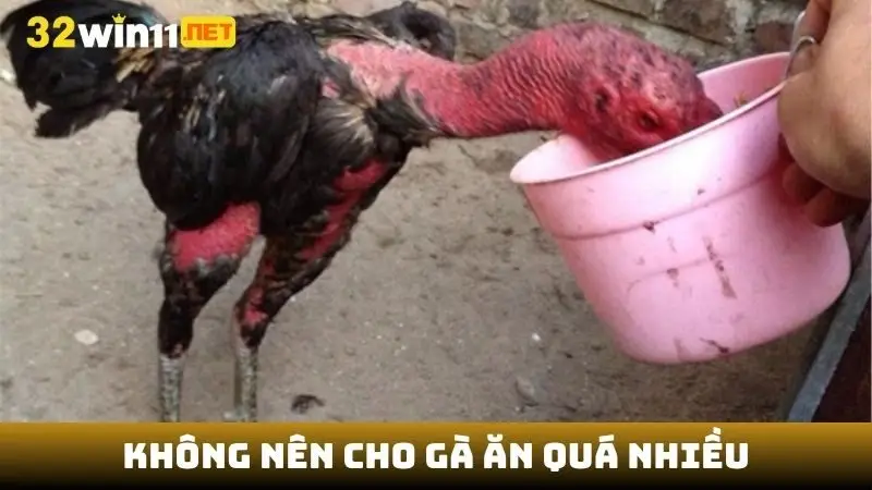 Không nên cho gà ăn quá nhiều