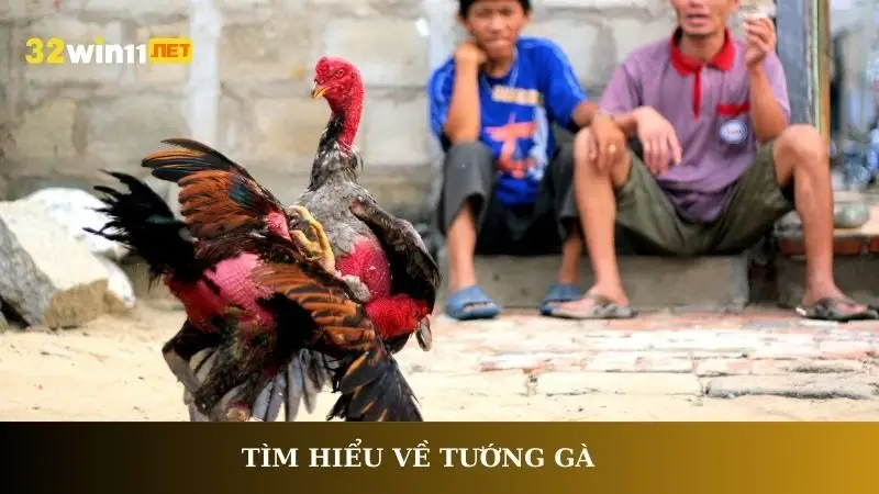 Tìm hiểu về tướng gà