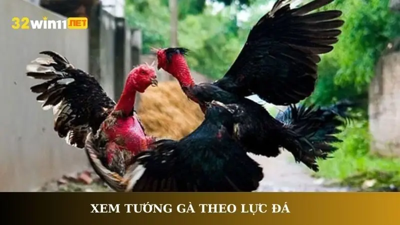 Xem tướng gà theo lực đá
