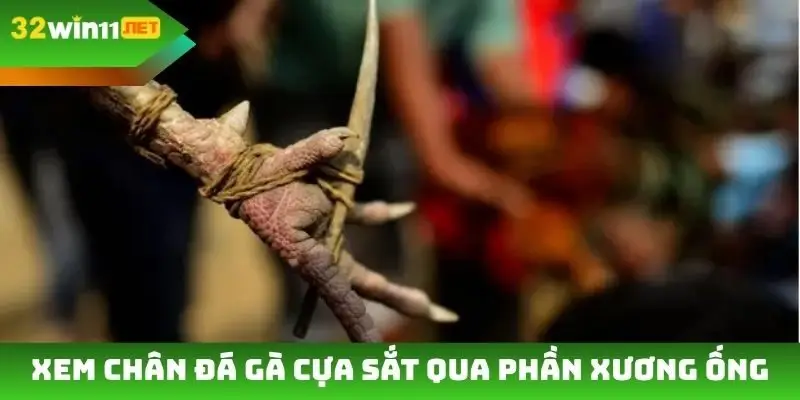 Xem chân đá gà cựa sắt qua phần xương ống